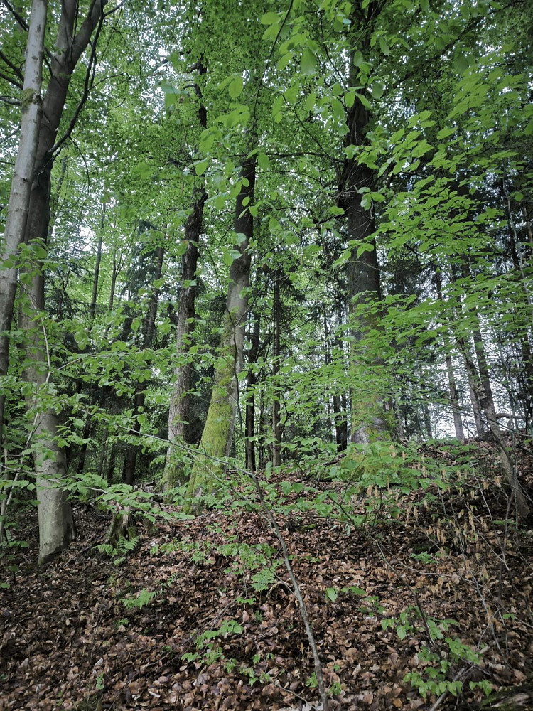 Prodej lesa 31 882 m² — photo 2