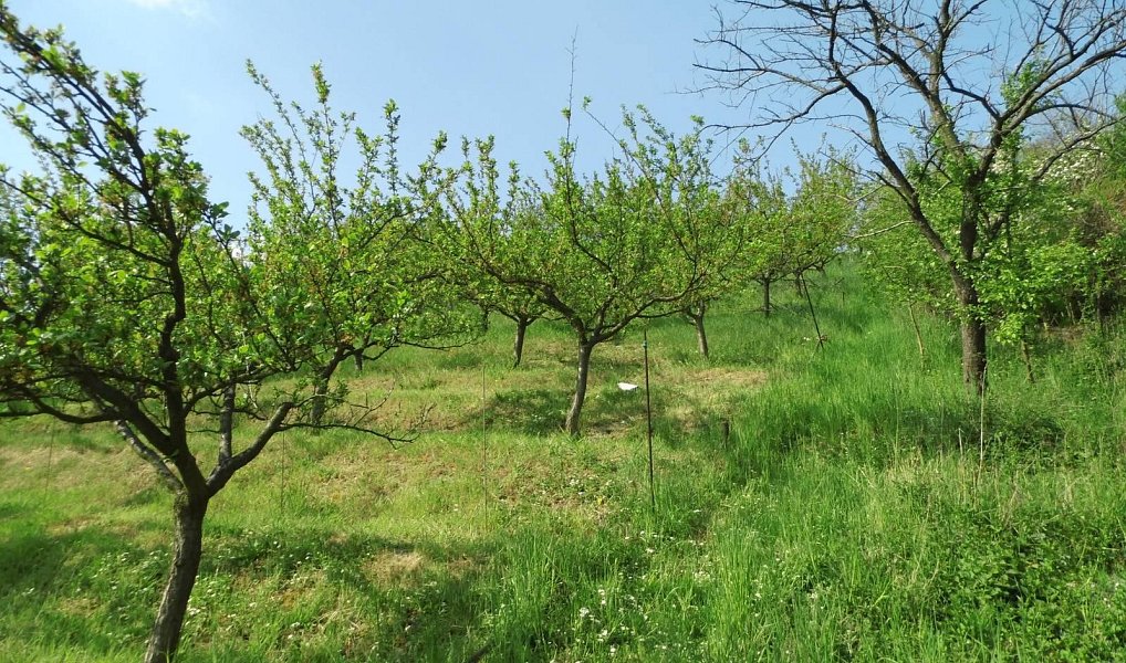 Prodej domu 43 m² s pozemkem 1 412 m², Trnovany – náhled fotky 2