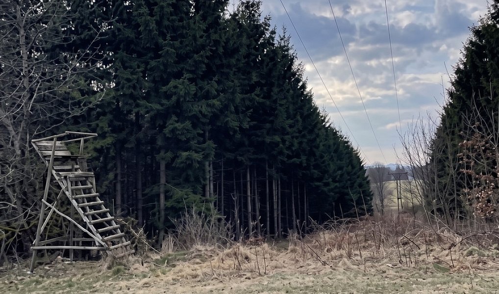 Prodej lesa 51 563 m², Horní Heřmanice – náhled fotky 3