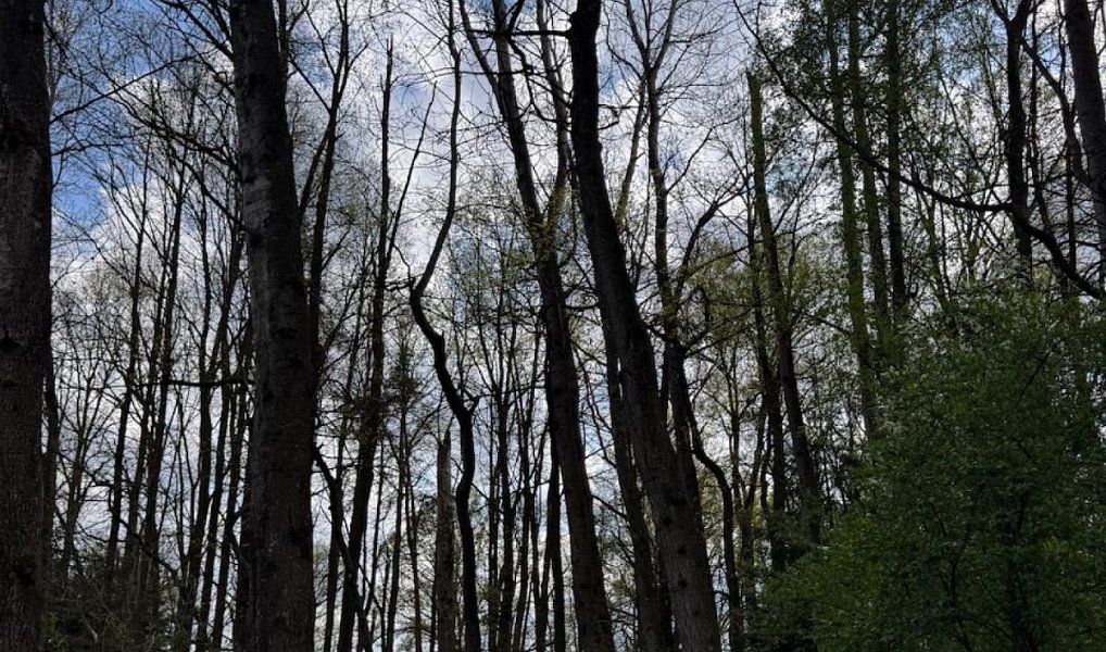 Prodej pozemku 14 477 m², Novosedly nad Nežárkou – náhled fotky 4