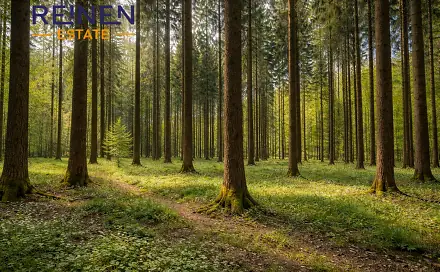 Prodej lesa 7 973 m², Klenovice, okres Tábor