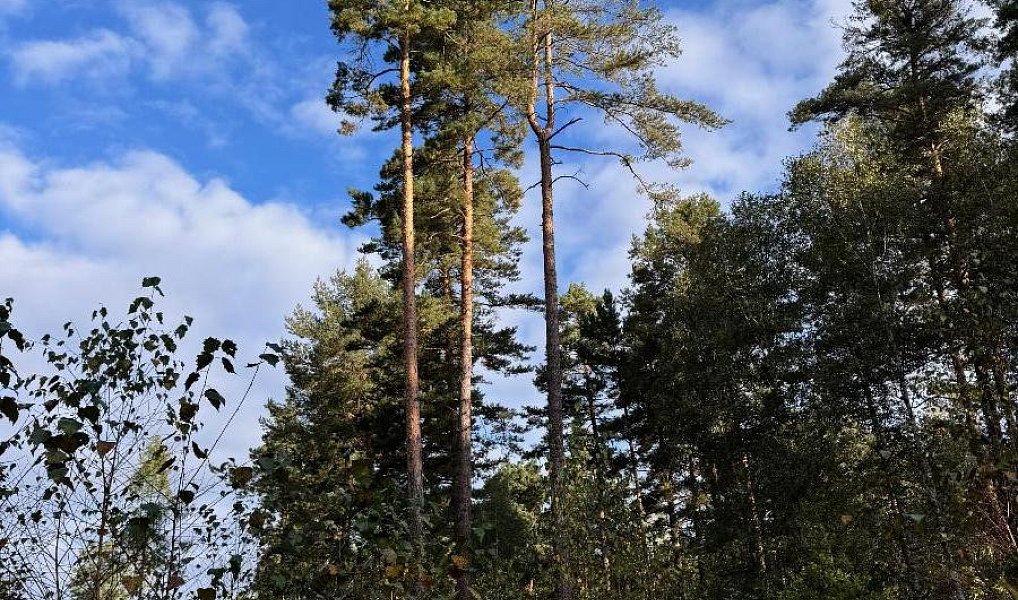 Prodej lesa 7 181 m², Ločenice – náhled fotky 2