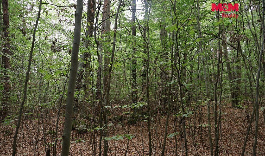 Prodej lesa 1 762 m², Chanovice – náhled fotky 7