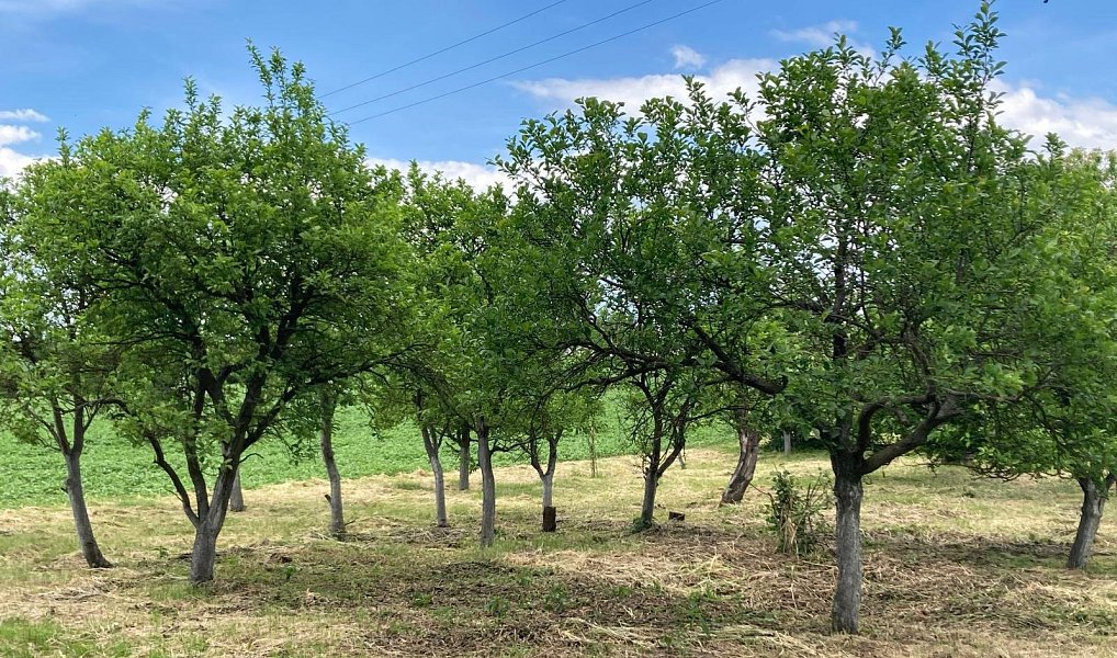 Prodej chaty/chalupy 35 m² s pozemkem 2 290 m², Želeč – náhled fotky 6