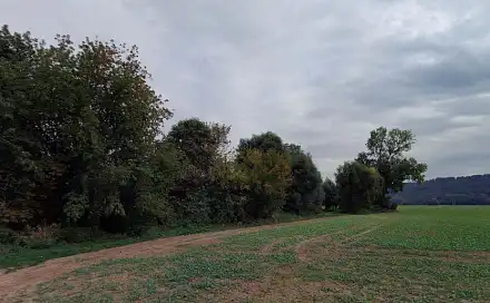 Dražba lesa 10 110 m², Všeň