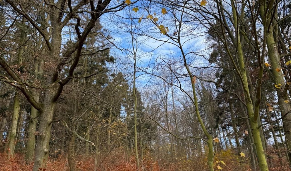 Prodej lesa 9 585 m², Dzbel – náhled fotky 4