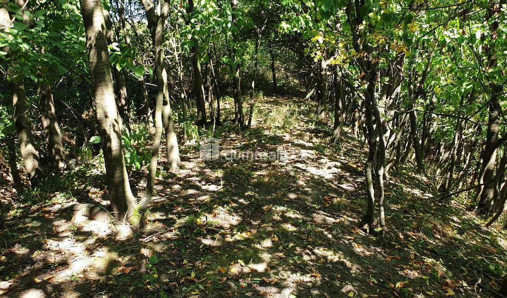 Prodej zahrady 1 141 m², Hranice – náhled fotky 11