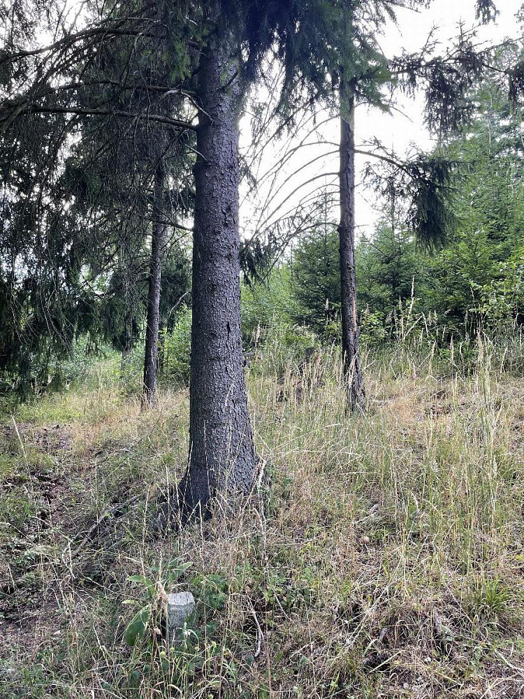 Prodej lesa 5 469 m² – fotografie 2