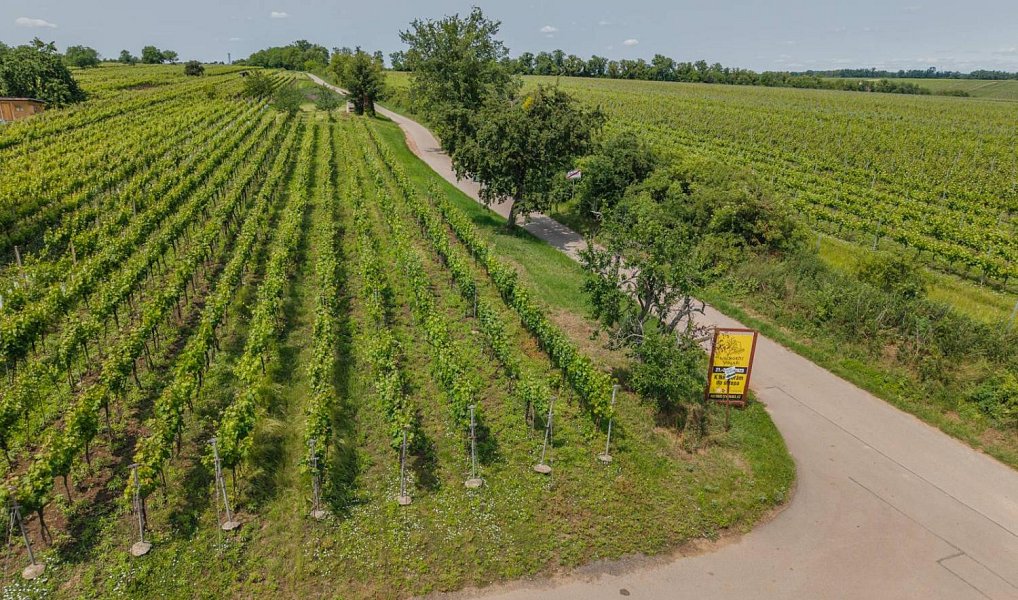 Prodej pozemku 2 318 m², Prušánky – náhled fotky 2