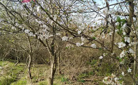 Prodej stavebního pozemku 6 194 m², Rožďalovice - Hasina, okres Nymburk