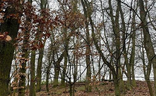 Prodej lesa 5 846 m², Vráž, okres Beroun