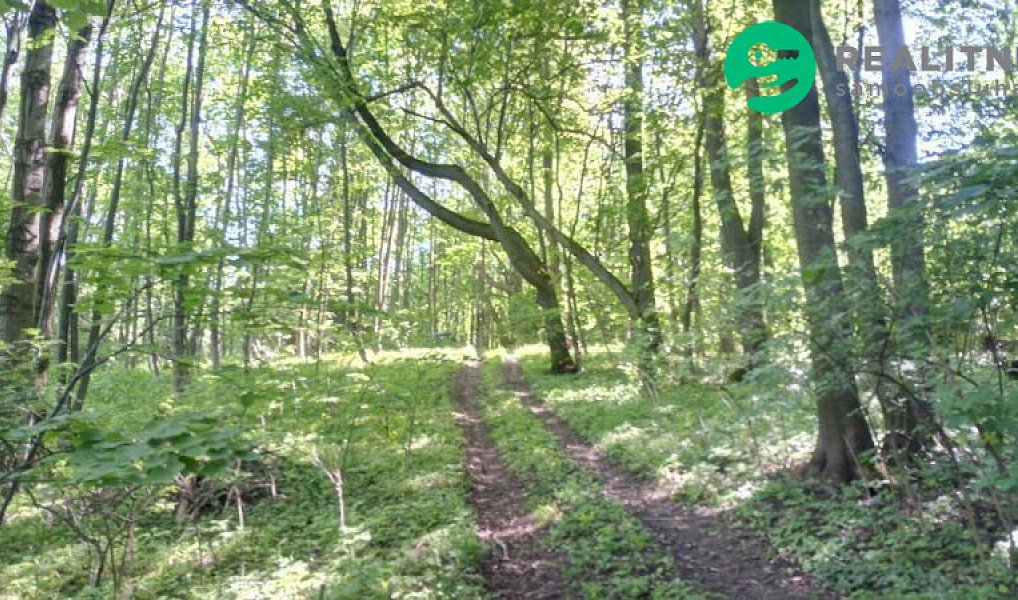 Prodej lesa 15 096 m², Ženklava – náhled fotky 4