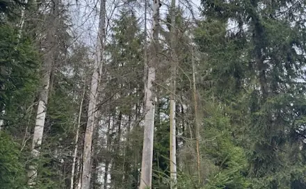 Prodej lesa 34 704 m², Mrákov - Růžová