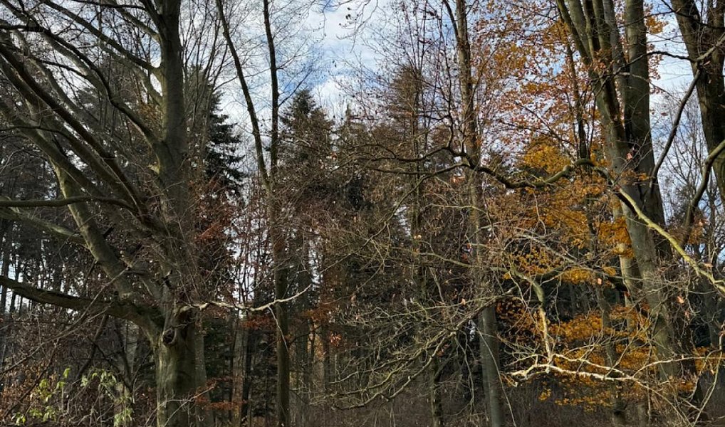 Prodej lesa 9 585 m², Dzbel – náhled fotky 12