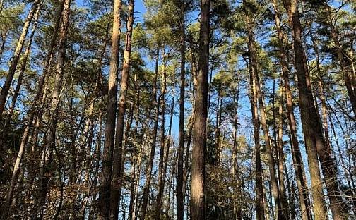 Prodej pozemku 9 236 m², Slabčice, okres Písek