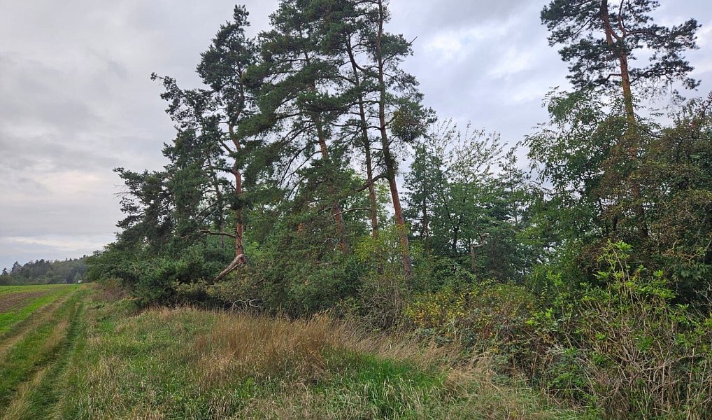 Prodej pozemku 17 275 m², Hrdlív – náhled fotky 5