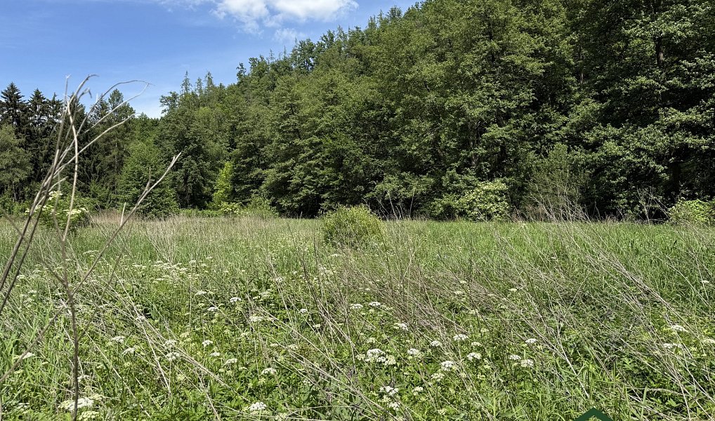 Prodej louky 3 200 m², Bílovice nad Svitavou – náhled fotky 8