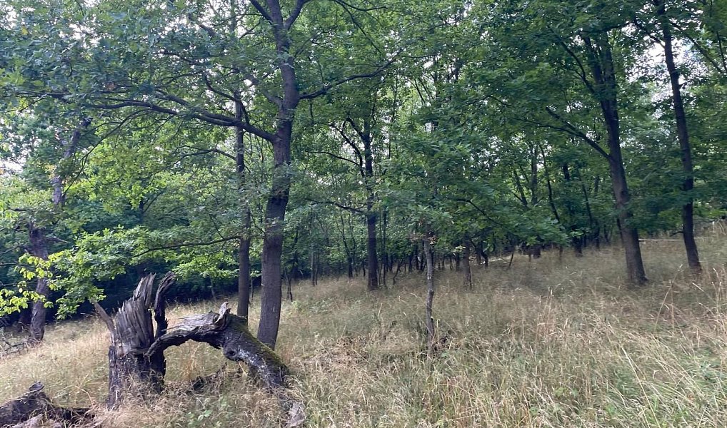 Prodej pole 26 115 m², Pozdeň – náhled fotky 6