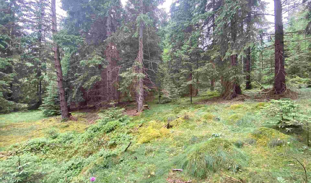 Prodej pole 1 440 m², Krásná – náhled fotky 4
