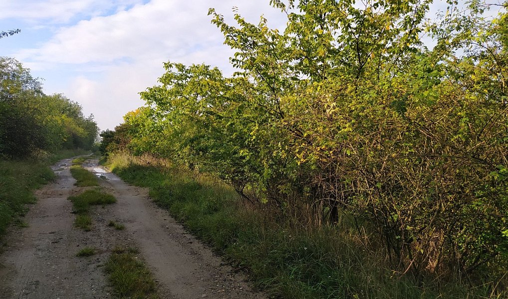 Prodej zahrady 4 337 m², Židlochovice – náhled fotky 6
