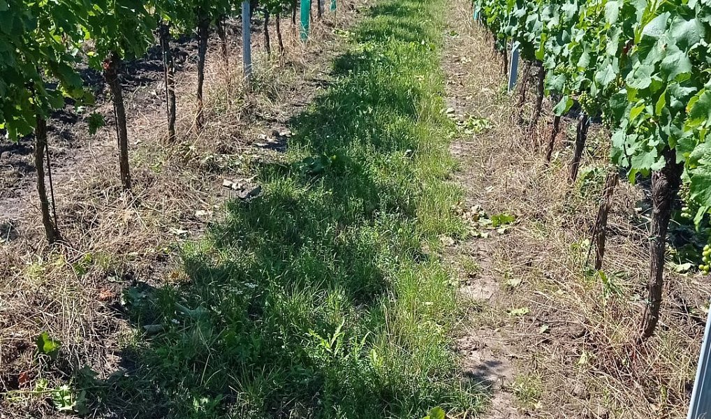 Prodej pozemku 90 769 m², Dolní Dunajovice – náhled fotky 10