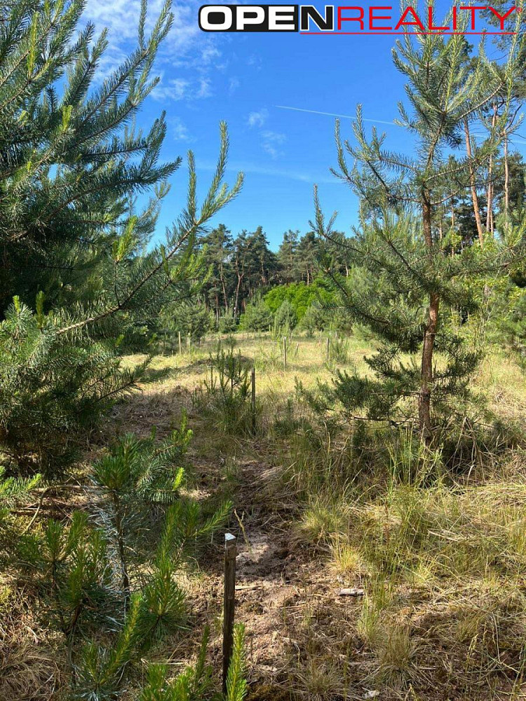 Prodej lesa 8 713 m² – fotografie 4