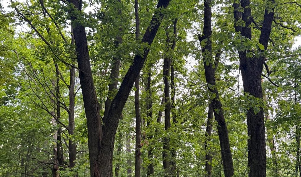 Prodej lesa 11 566 m², Kuks – náhled fotky 4