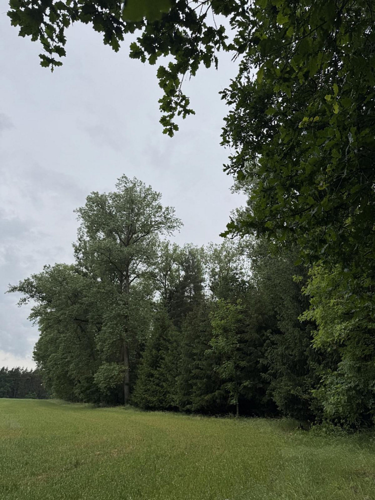 Prodej lesa 7 250 m²