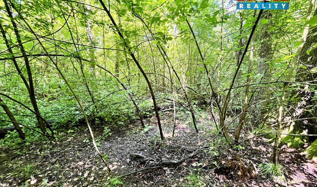 Prodej vodní plochy 3 255 m², Skalice u České Lípy – náhled fotky 15