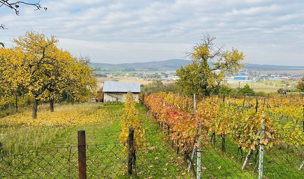 Prodej chaty/chalupy 20 m² s pozemkem 1 684 m², Kyjov – náhled fotky 9