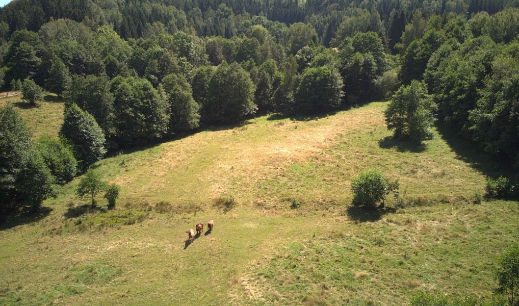 Prodej stavebního pozemku 3 027 m², Olešnice v Orlických horách – náhled fotky 3