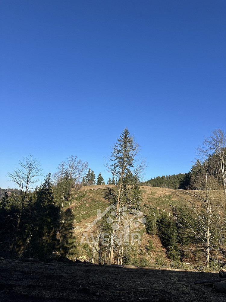 Fotka 9 z 12