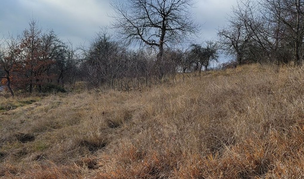 Prodej louky 6 483 m², Třebsko – náhled fotky 4