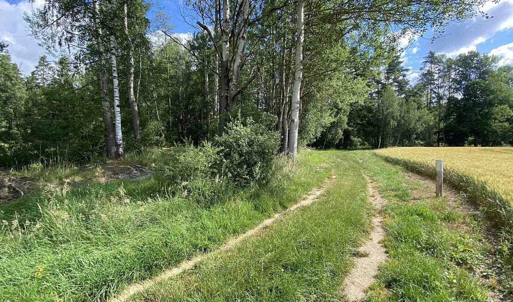 Prodej louky 10 951 m², Trhové Sviny – náhled fotky 15