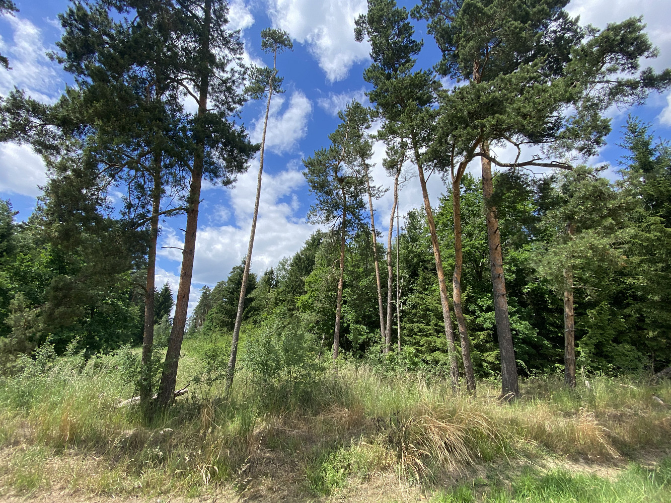 Prodej lesa 1 272 m²