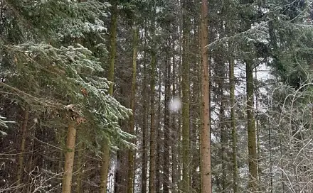 Prodej lesa 7 690 m², Velké Losiny - Kamenná