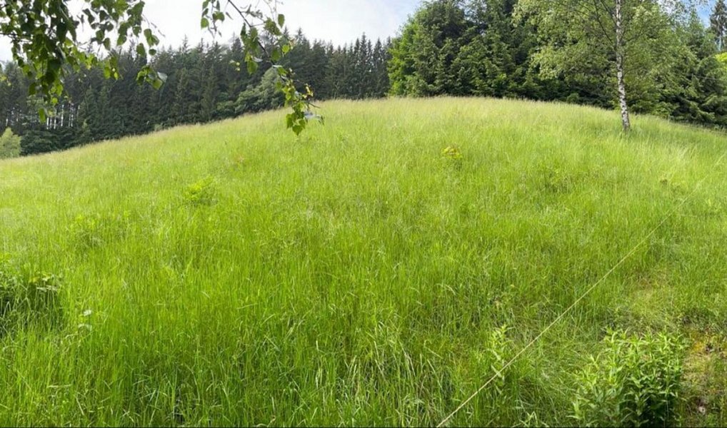 Prodej lesa 2 393 m², Staré Hamry – náhled fotky 2