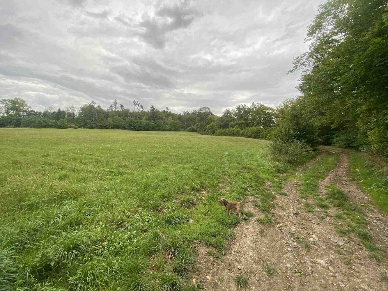Prodej pole 950 m²
