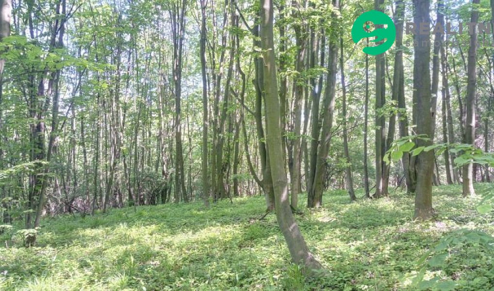 Prodej lesa 15 096 m², Ženklava – náhled fotky 7