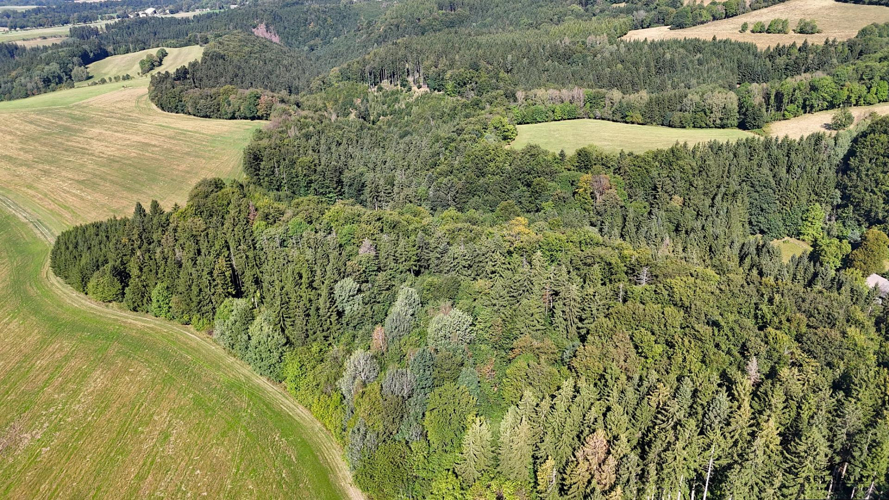Prodej lesa 9 005 m² – fotografie 5