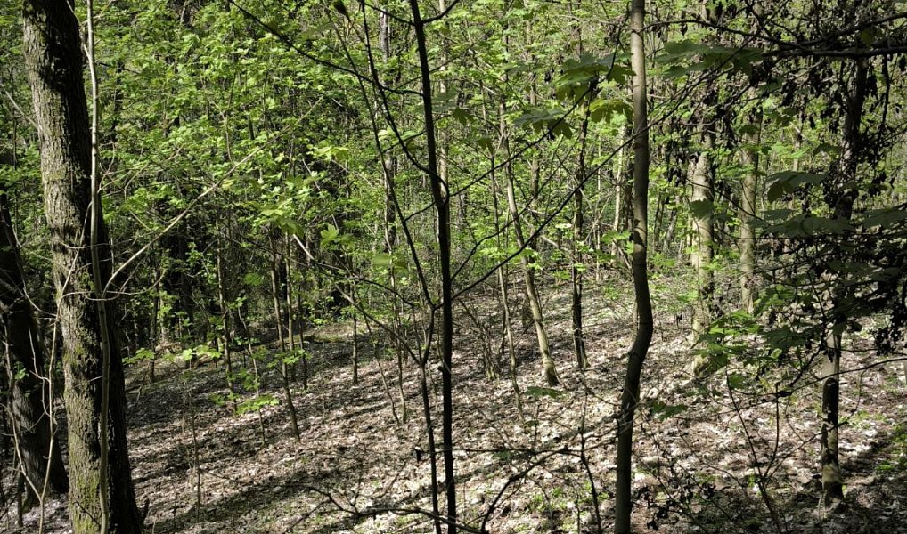 Prodej lesa 12 043 m², Dobřany – náhled fotky 4