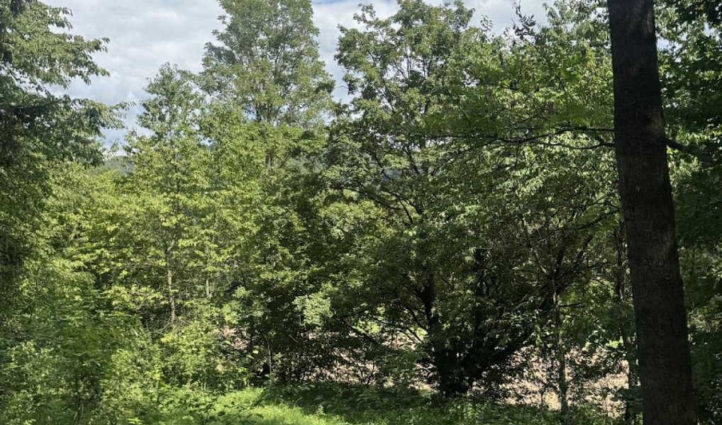 Prodej lesa 6 851 m², Dobříč – náhled fotky 7