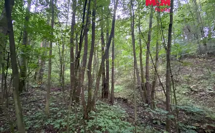 Prodej lesa 1 204 m², Strážná, okres Ústí nad Orlicí