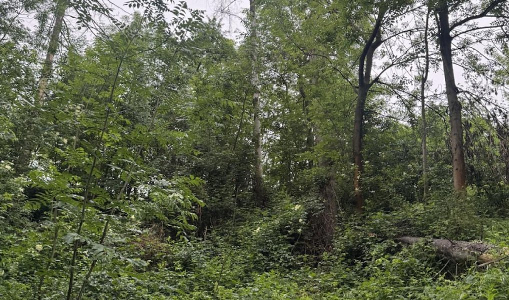 Prodej lesa 1 331 m², Skuteč – náhled fotky 2