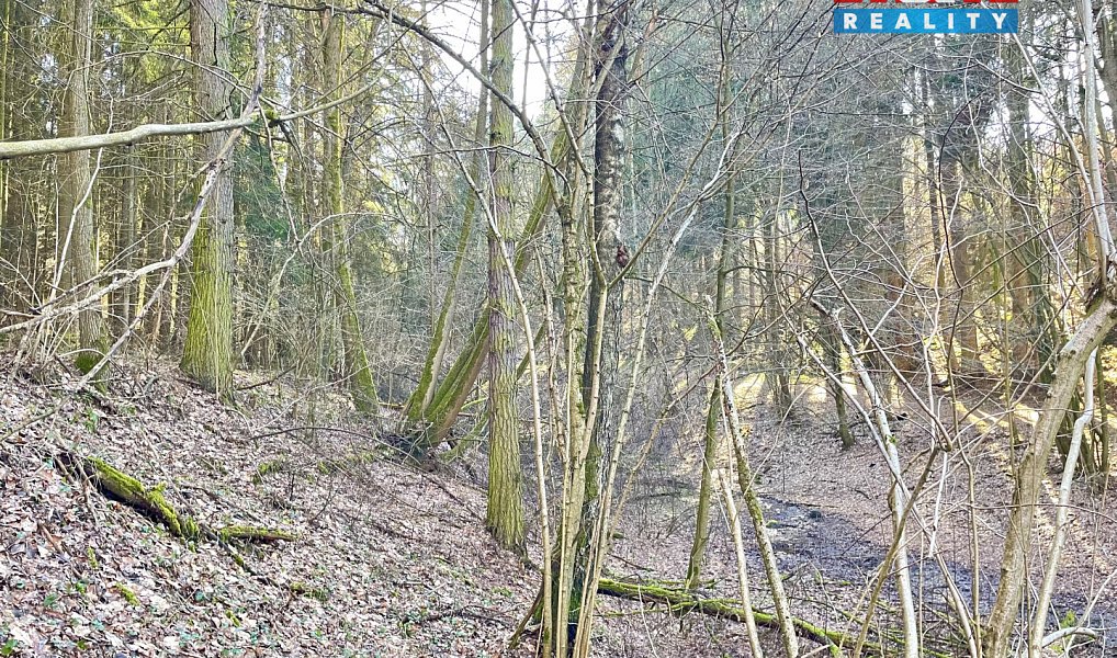 Prodej lesa 4 113 m², Dolní Dobrouč – náhled fotky 4