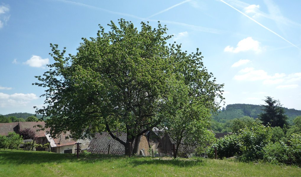 Prodej domu 90 m² s pozemkem 3 180 m², Kovčín – náhled fotky 14