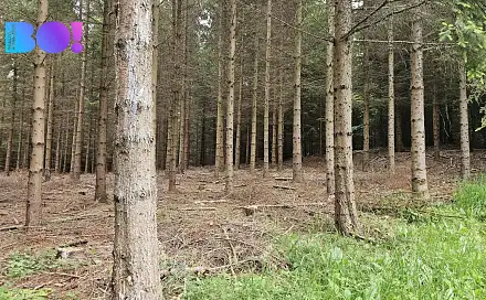 Prodej lesa 6 240 m², Huslenky, okres Vsetín