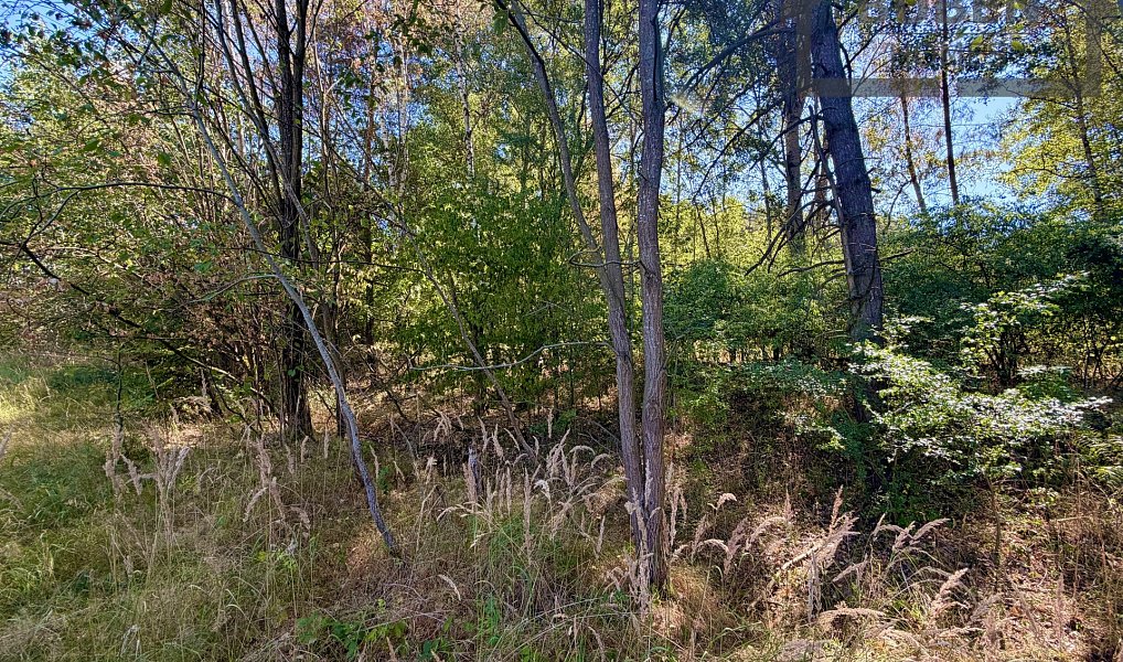 Prodej stavebního pozemku 894 m², Přimda – náhled fotky 5