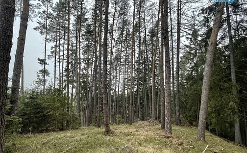 Prodej lesa 20 194 m², Pecka, okres Jičín
