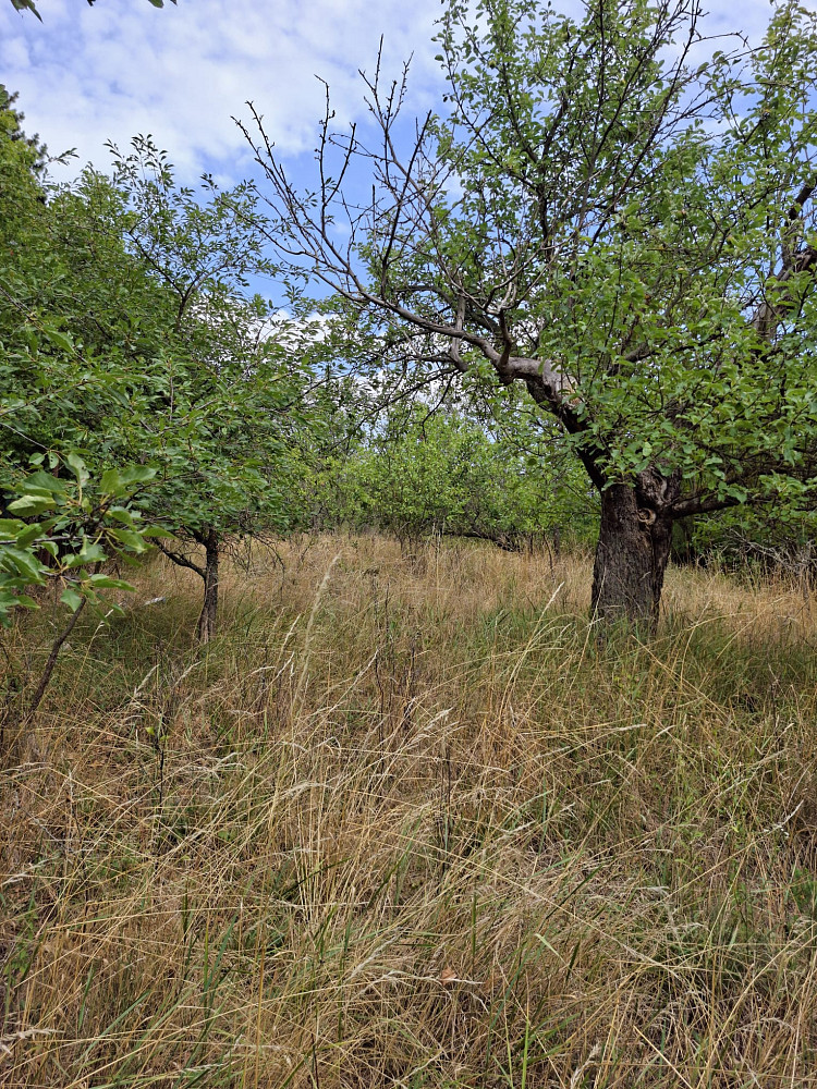Prodej chaty/chalupy 35 m² s pozemkem 1 992 m² – fotografie 4